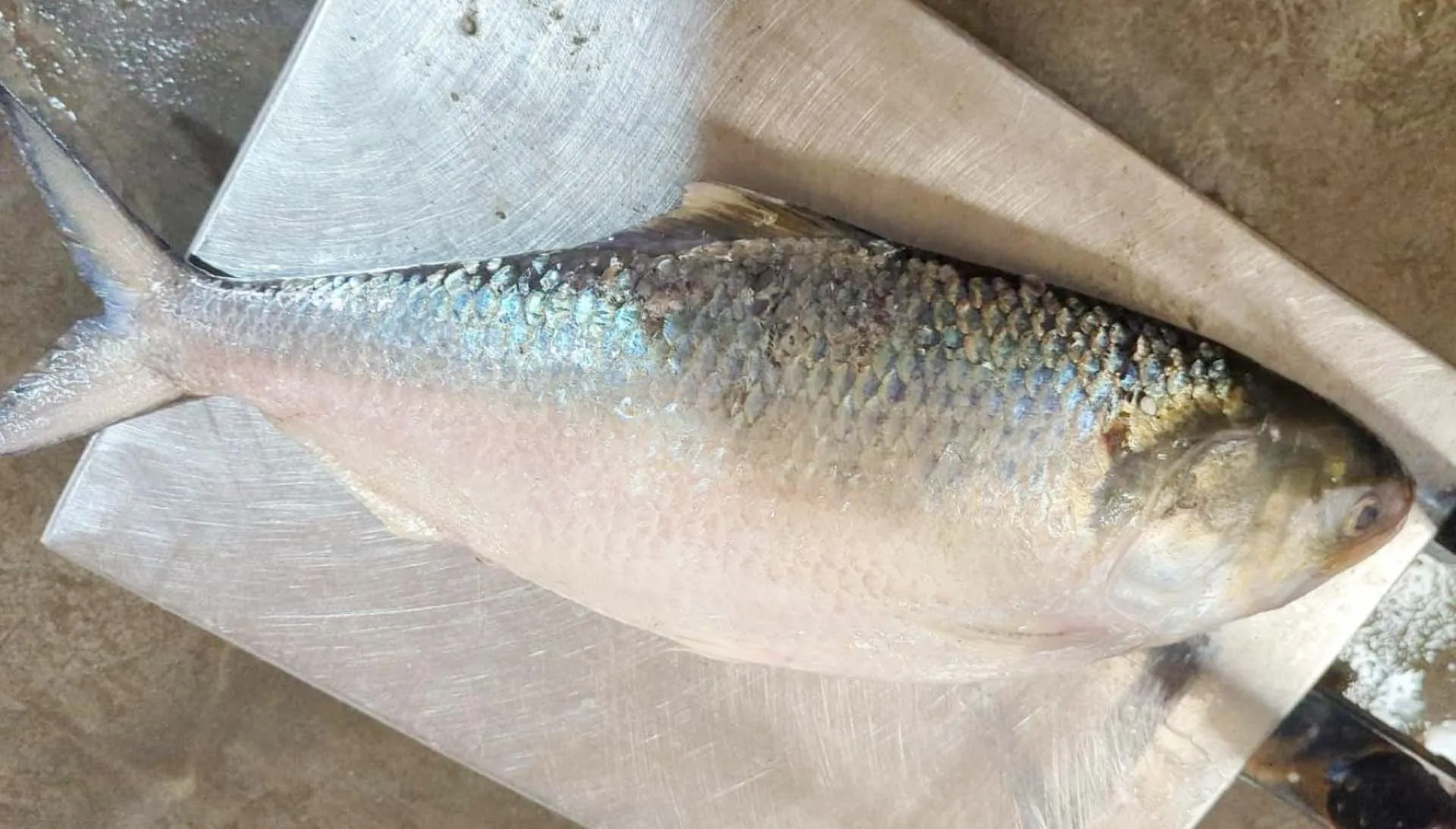 কুয়াকাটায় এক ইলিশ বিক্রি হলো ৫ হাজারে 